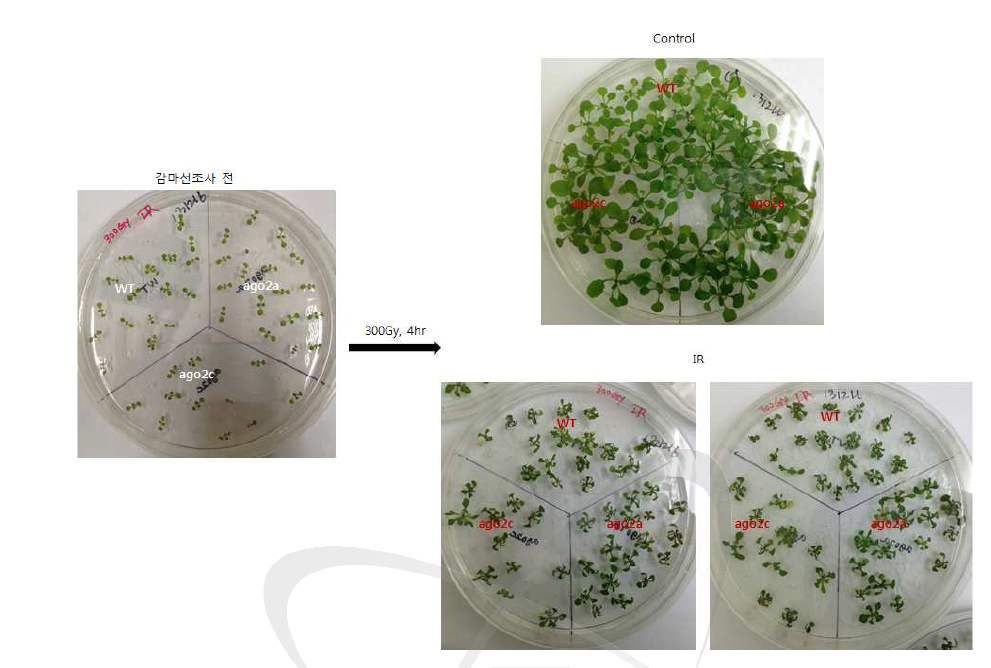 애기장대 야생형(WT)과 ago2a, ago2c 돌연변이체에 300 Gy 감마선 조사 후 표현형 변화.