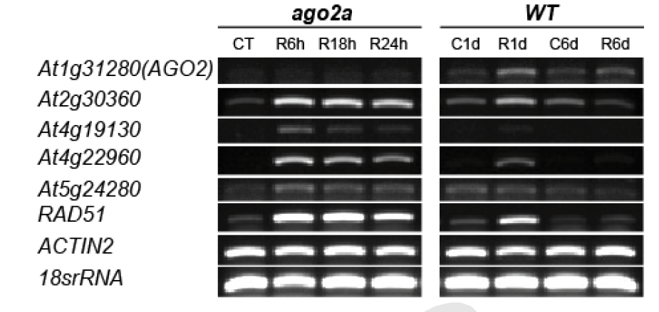 애기장대 야생형(WT)과 ago2a 돌연변이체에서 200 Gy 감마선 조사후 감마선 유도 유전자의 발현변화 비교.