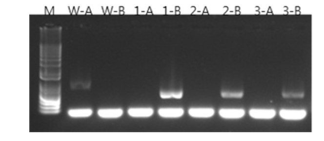 AT5G12020 유전자가 억제된 형질전환 식물체 PCR 분석.