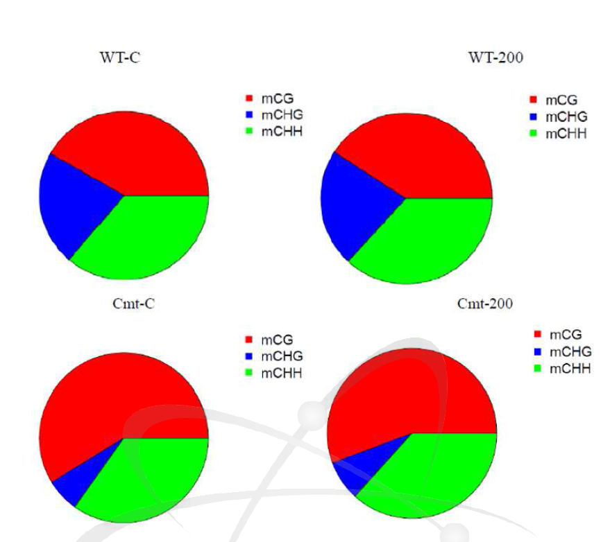 애기장대 WT과 cmt3-11t mutant에서 200 Gy 감마선조사 후 methyl-cytosines의 유형별(mCG, mCHG, mCHH) 비율의 변화.