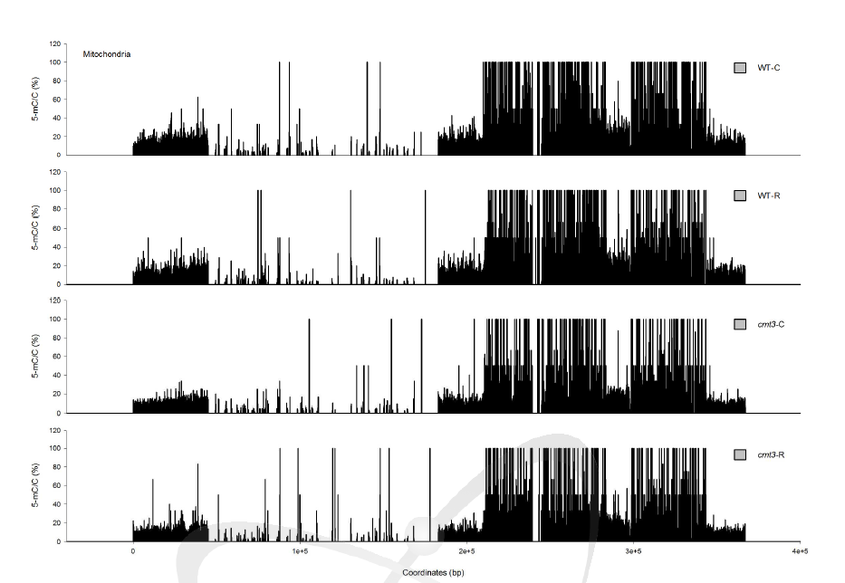 애기장대 WT과 cmt3-11t mutant에서 200 Gy 감마선조사 후 mitochondria genome의 locus별 메틸화 변화