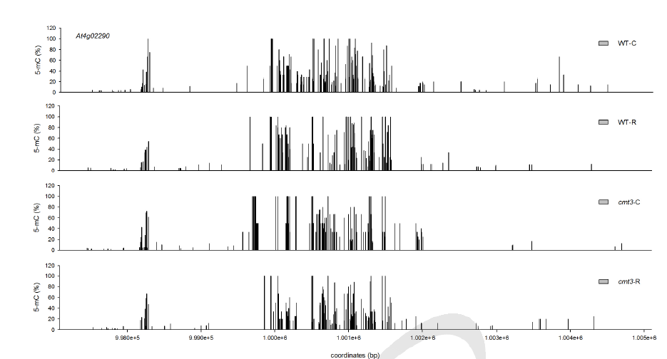 200 Gy 감마선조사 후 WT과 cmt3-11t mutant genome의 At4g02290 locus에서 cytosines 메틸화 수준 변화 비교