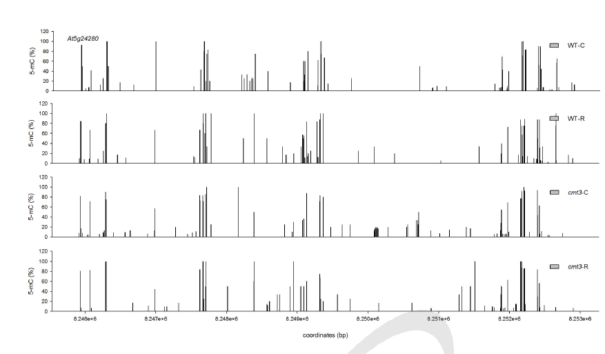 200 Gy 감마선조사 후 WT과 cmt3-11t mutant genome의 At5g24280 locus에서 cytosines 메틸화 수준 변화 비교