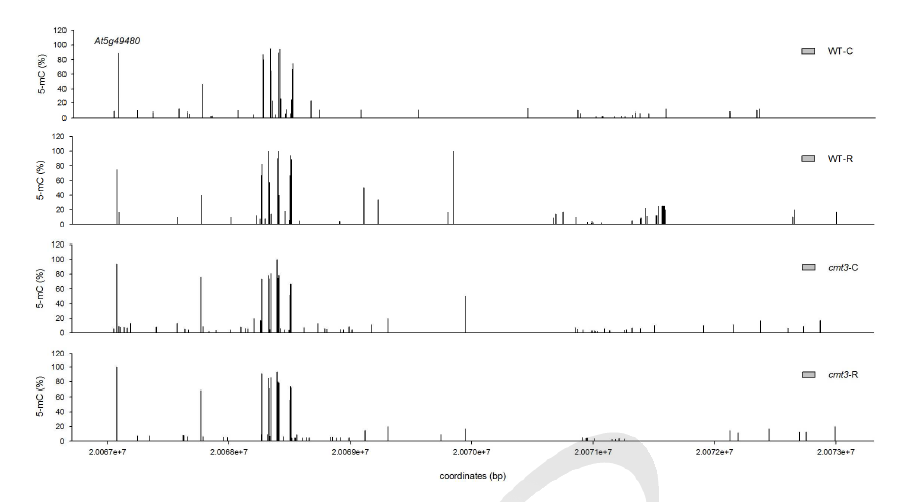 200 Gy 감마선조사 후 WT과 cmt3-11t mutant genome의 At5g49480 locus에서 cytosines 메틸화 수준 변화 비교