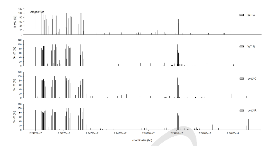 200 Gy 감마선조사 후 WT과 cmt3-11t mutant genome의 At5g55490 locus에서 cytosines 메틸화 수준 변화 비교