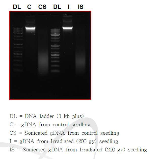 Ultra-sonication을 통한 원하는 chromatin fragment(200-700 bp) 생성.