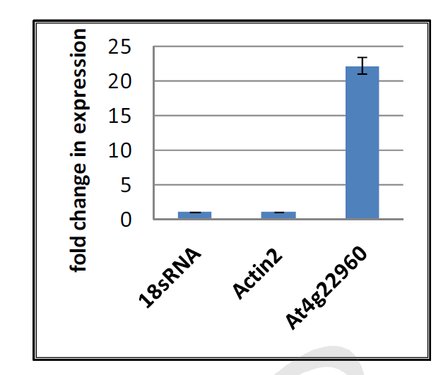 감마선 조사(200 Gy)에 의한 At4g22960 유전자의 발현 변화.
