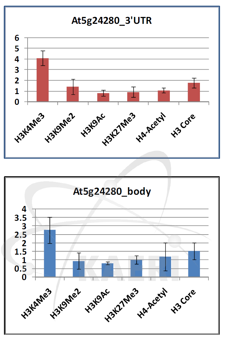 감마선 처리 후 At5g24280의 3UTR(위)와 body 부위(아래)에서 후성유전 chromatin 마커들의 위치 점유율 위치 점유율(site occupancy) 변화.