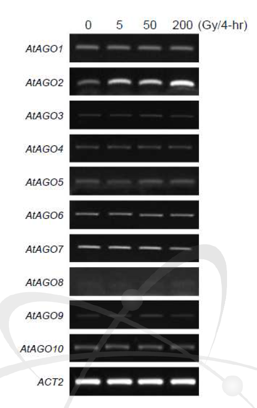 감마선 조사에 의한 AtAGO 유전자들의 mRNA 발현 분석.