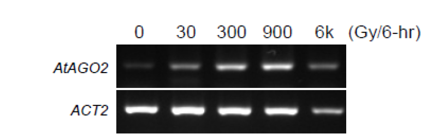 감마선 조사에 의한 AtAGO2 유전자의 mRNA 발현 분석.