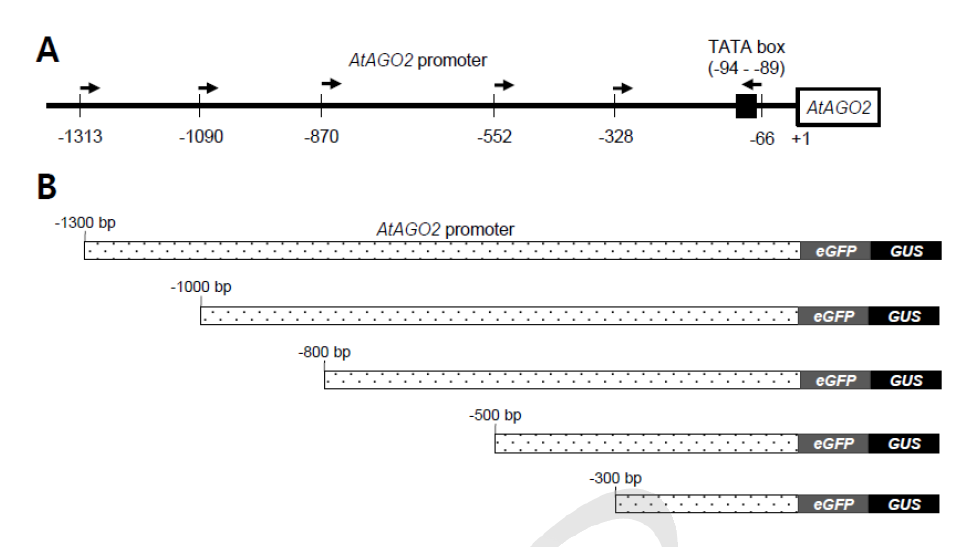 AtAGO2-promoter::GUS construct 제작을 위한 모식도. (A) AtAGO2 유전자의 promoter와 primer들의 위치. (B) AtAGO2-promoter::GUS construct