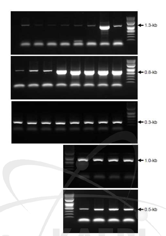 각각의 promoter DNA들의 PCR 결과.