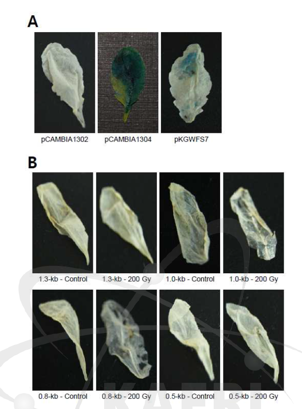 Agrobacteria infiltration 방법을 이용한 AtAGO2-promoter::GUS construct의 GUS 발현 분석.