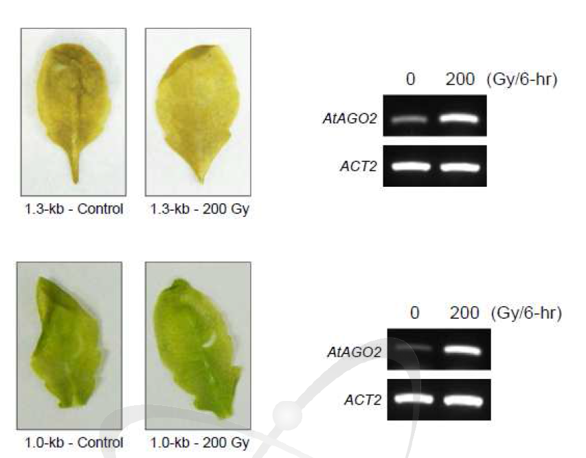 Agrobacteria infiltration 방법을 이용한 AtAGO2-promoter::GUS construct의 GUS 발현 분석과 AtAGO2 발현 분석.