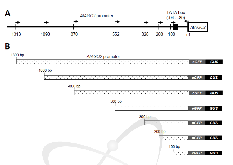 AtAGO2-promoter::GUS construct 제작을 위한 모식도.