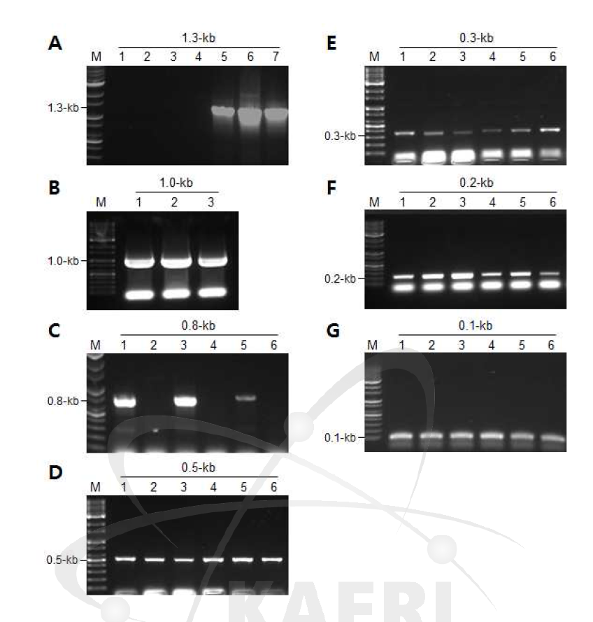 AtAGO2-promoter :: GUS construct를 클로닝 후 E. coli에서의 colony PCR 결과. 각각의 크기에 해당하는 프라이머를 사용하여 확인하였음.