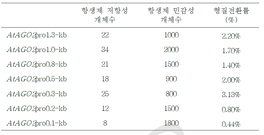 T1 세대의 AtAGO2-promoter deletion 형질전환체의 선별.