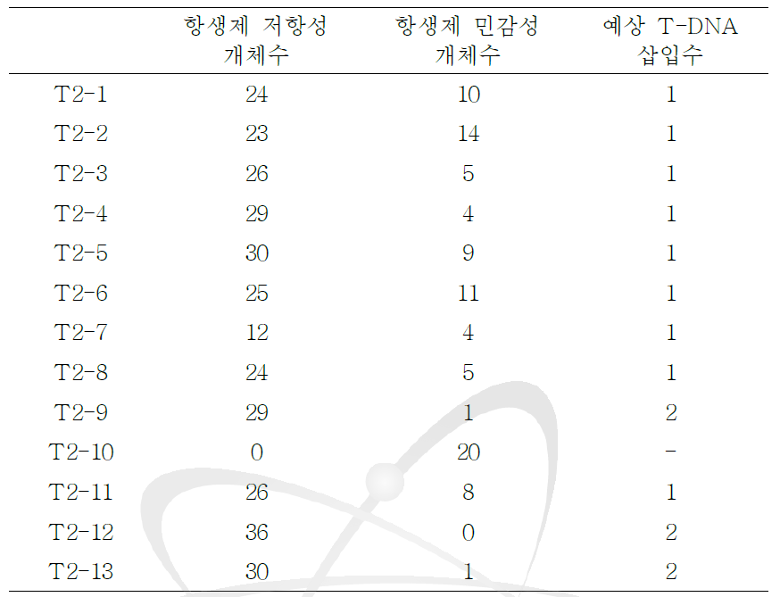 T2 세대의 AtAGO2pro1.3-kb::GUS 형질전환체의 선별.