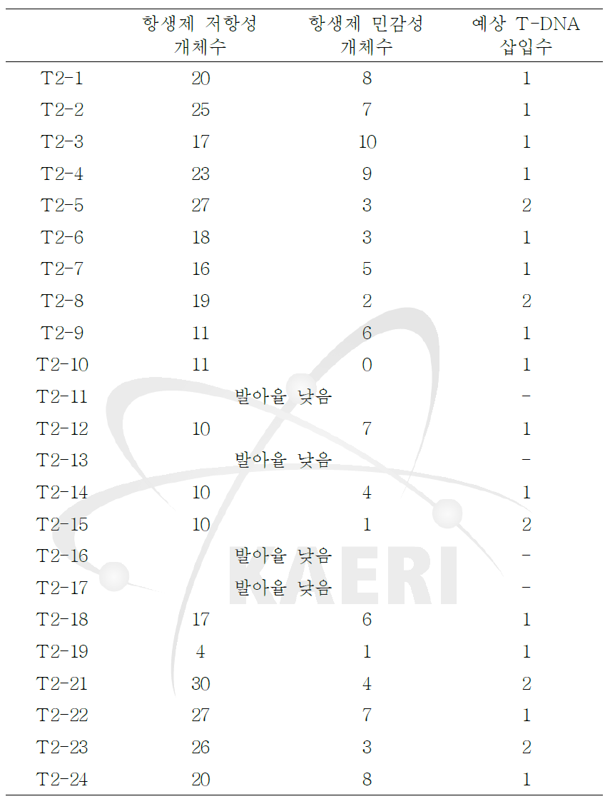 T2 세대의 AtAGO2pro1.0-kb::GUS 형질전환체의 선별.