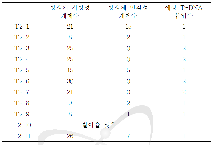 T2 세대의 AtAGO2pro0.8-kb::GUS 형질전환체의 선별.