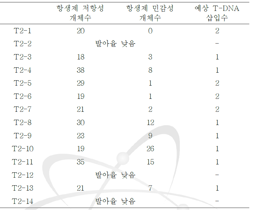 T2 세대의 AtAGO2pro0.5-kb::GUS 형질전환체의 선별.