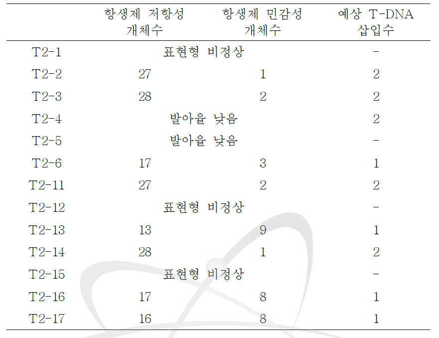 T2 세대의 AtAGO2pro0.3-kb::GUS 형질전환체의 선별.