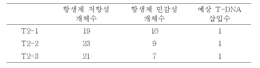 T2 세대의 AtAGO2pro0.2-kb::GUS 형질전환체의 선별.