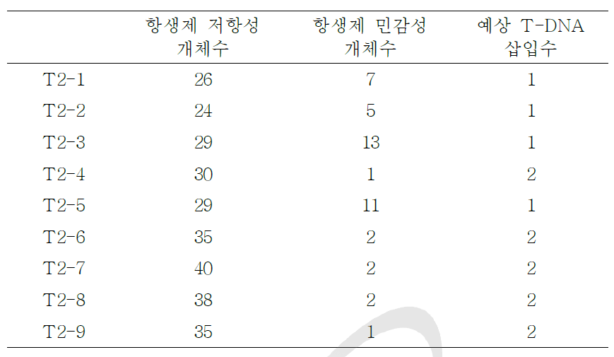 T2 세대의 AtAGO2pro0.1-kb::GUS 형질전환체의 선별.