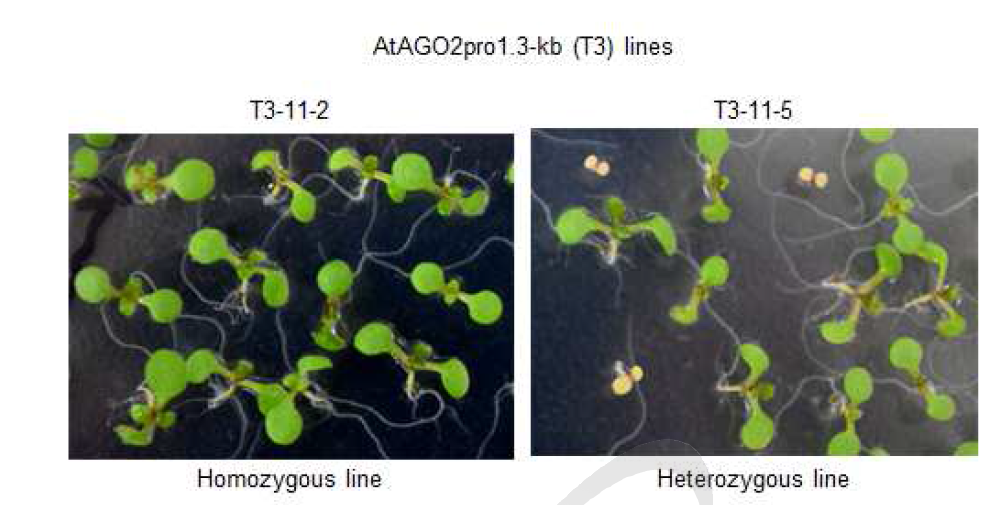 Kanamycin 항생제를 이용한 T3 세대의 AtAGO2-promoter deletion 형질전환체(AtAGO2pro1.3-kb::GUS)의 선별.