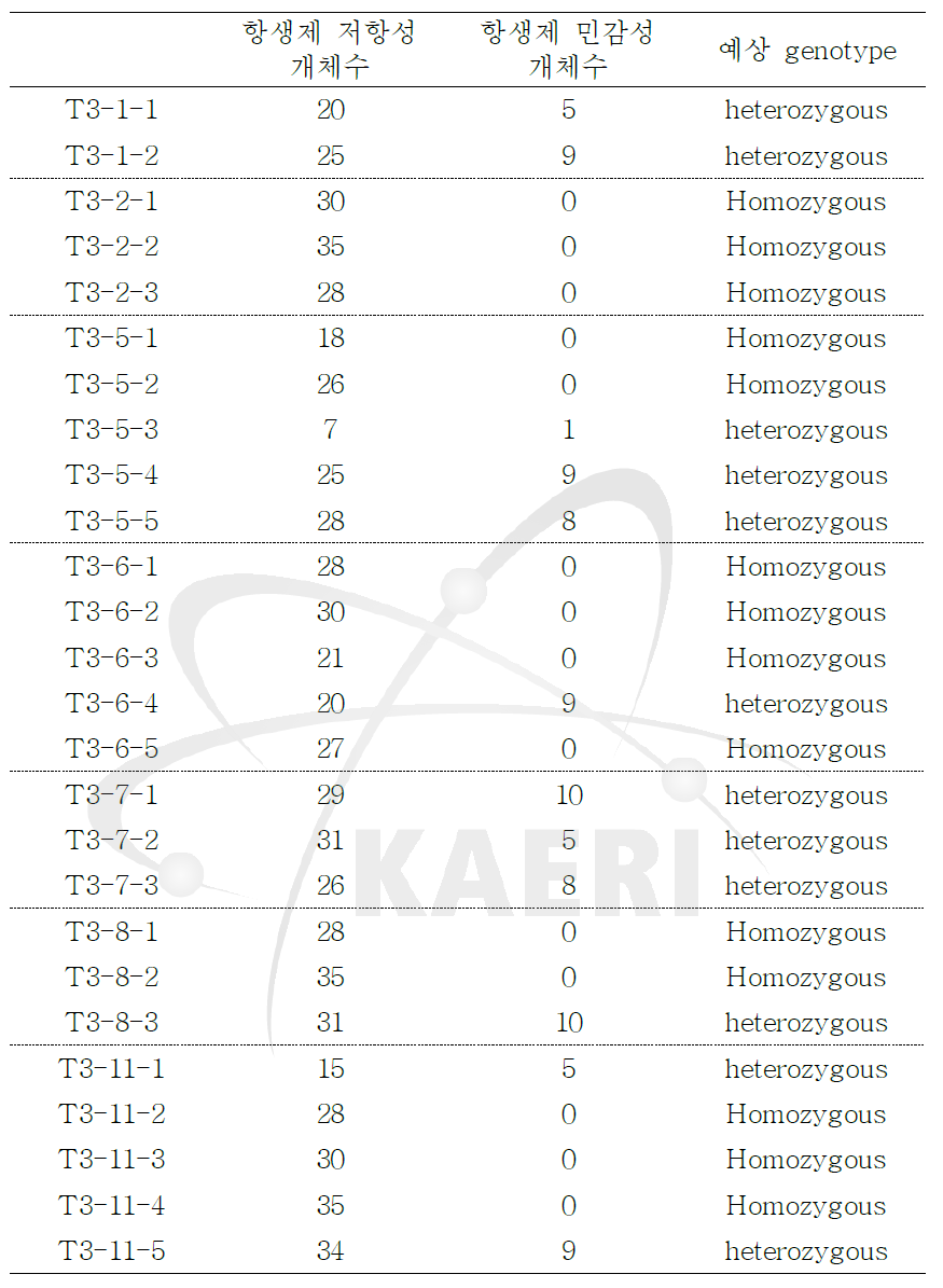 T3 세대의 AtAGO2pro1.3-kb::GUS 형질전환체의 선별.