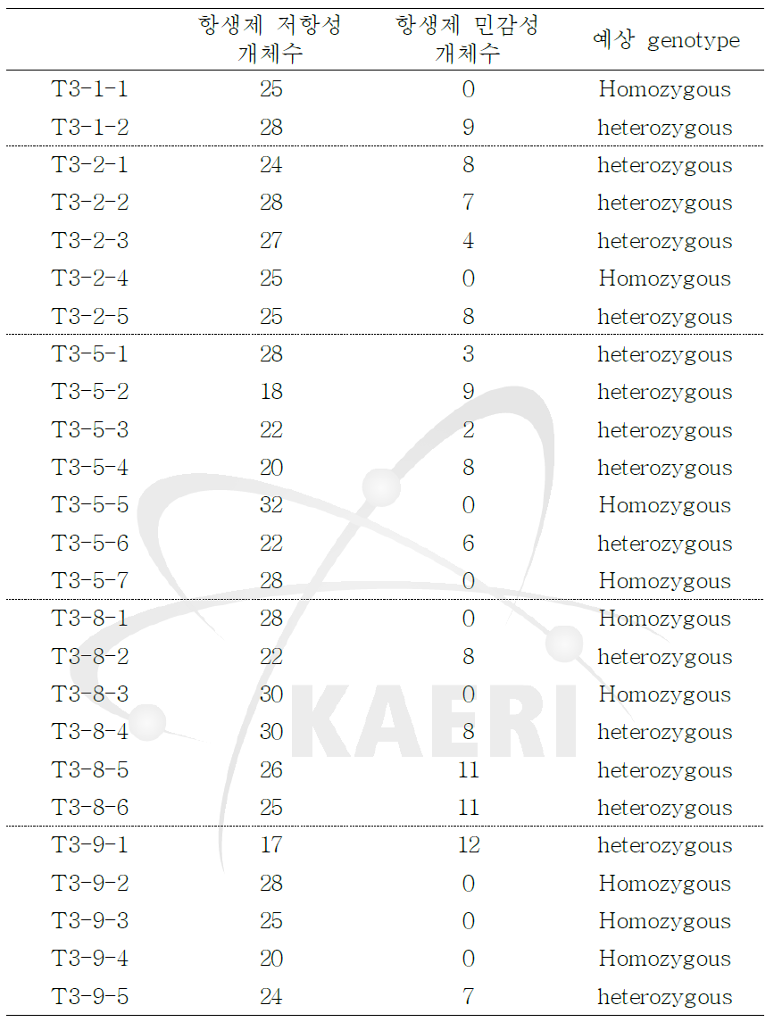 T3 세대의 AtAGO2pro0.8-kb::GUS 형질전환체의 선별.