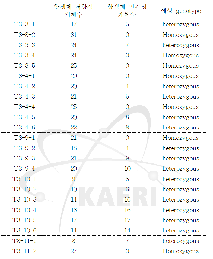 T3 세대의 AtAGO2pro0.5-kb::GUS 형질전환체의 선별.