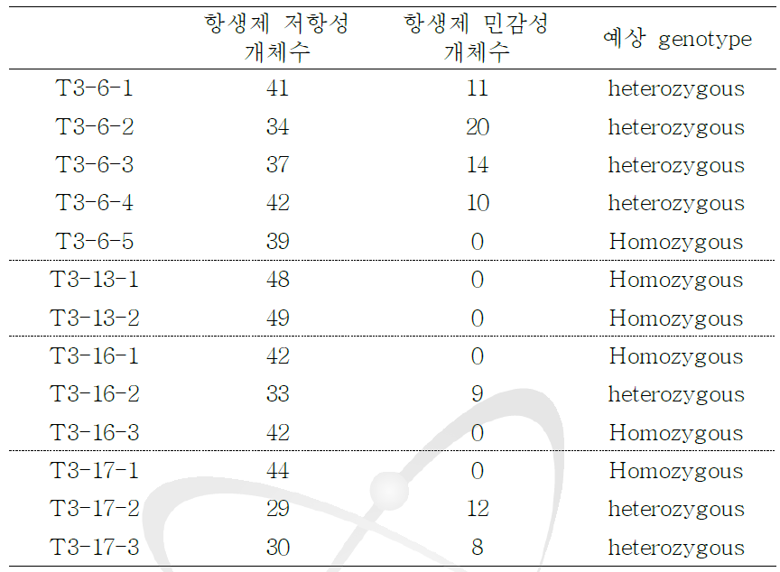 T3 세대의 AtAGO2pro0.3-kb::GUS 형질전환체의 선별.