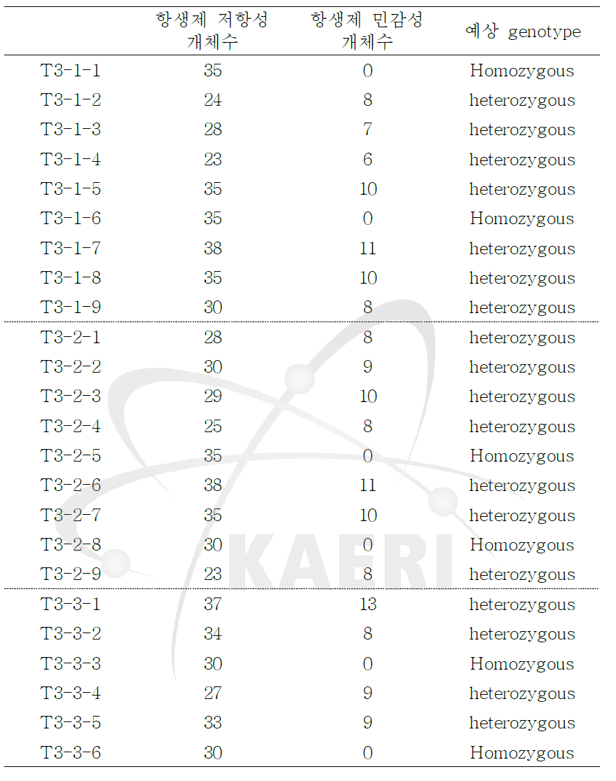 T3 세대의 AtAGO2pro0.2-kb::GUS 형질전환체의 선별.