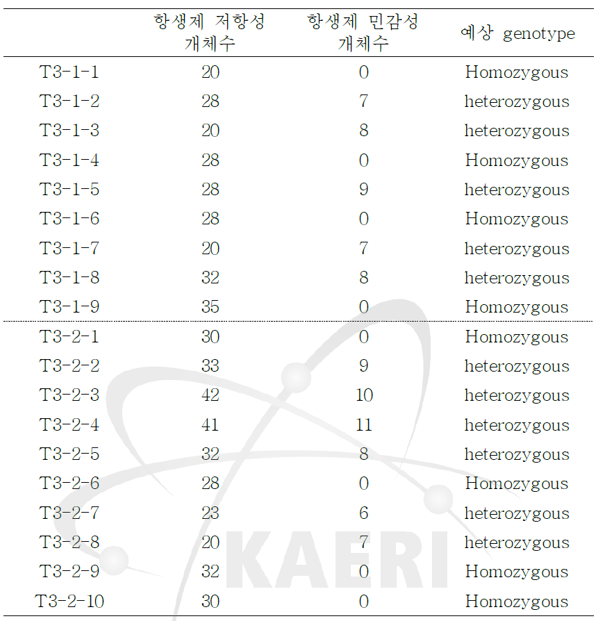 T3 세대의 AtAGO2pro0.1-kb::GUS 형질전환체의 선별.