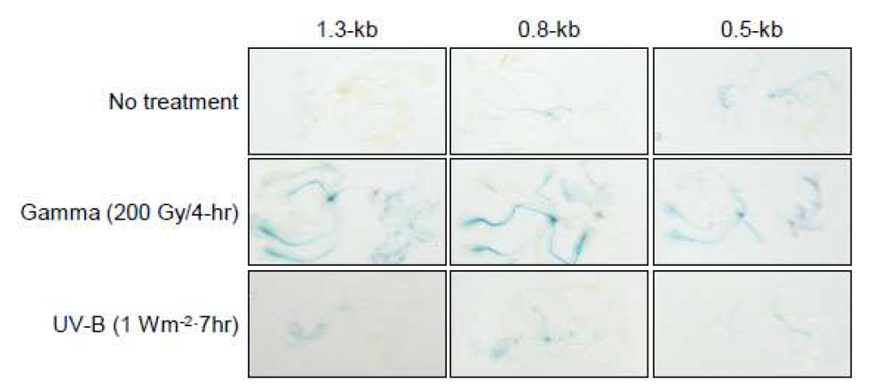 감마선 조사 및 UV-B 조사에 의한 T1 세대에서의 AtAGO2-promoter deletion 형질전환체의 GUS 발현 분석.