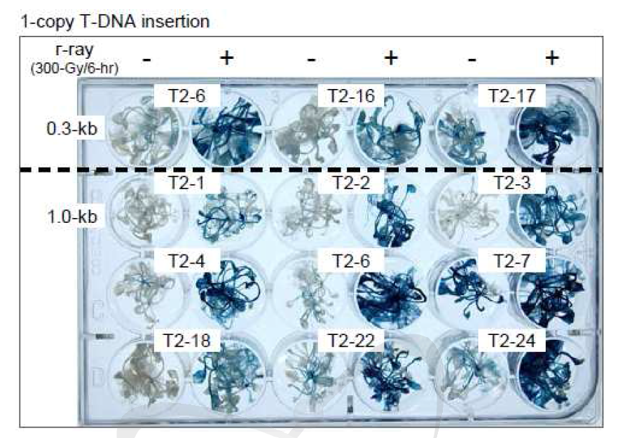 감마선 조사에 의한 T2 세대에서의 AtAGO2-promoter deletion 형질전환체의 GUS 발현 분석(1 copy의 T-DNA를 갖는 라인들).