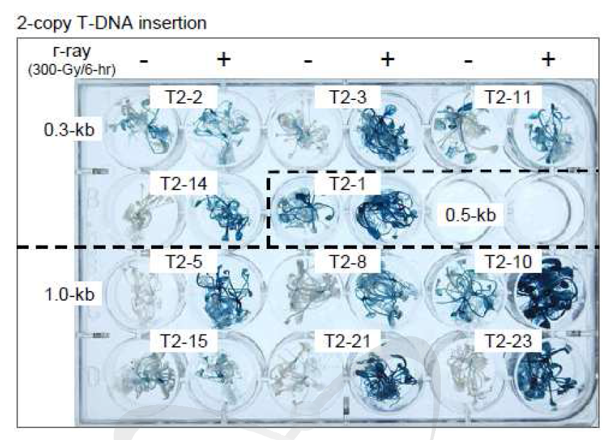 감마선 조사에 의한 T2 세대에서의 AtAGO2-promoter deletion 형질전환체의 GUS 발현 분석(2 copy의 T-DNA를 갖는 라인들).