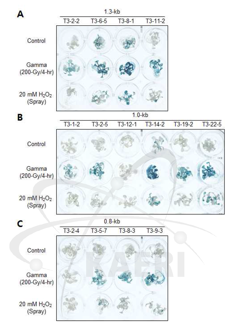 감마선 조사 및 hydrogen peroxide 처리에 의한 T3 세대에서의 AtAGO2-promoter :: GUS 형질전환체의 GUS 발현 분석.