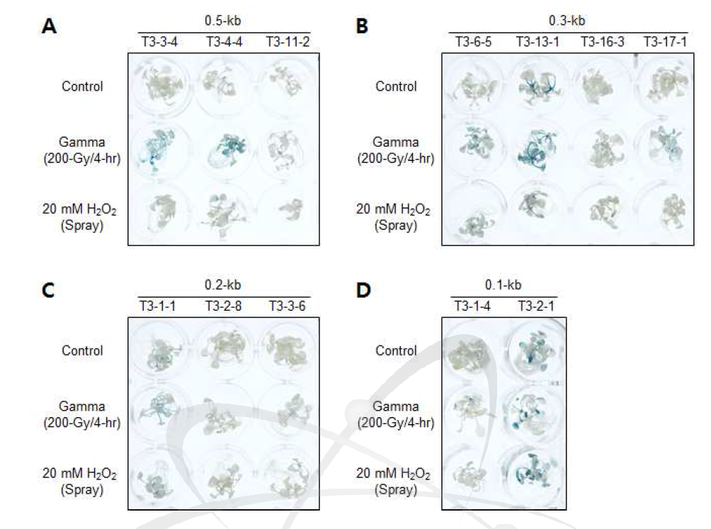 감마선 조사 및 hydrogen peroxide 처리에 의한 T3 세대에서의 AtAGO2-promoter :: GUS 형질전환체의 GUS 발현 분석