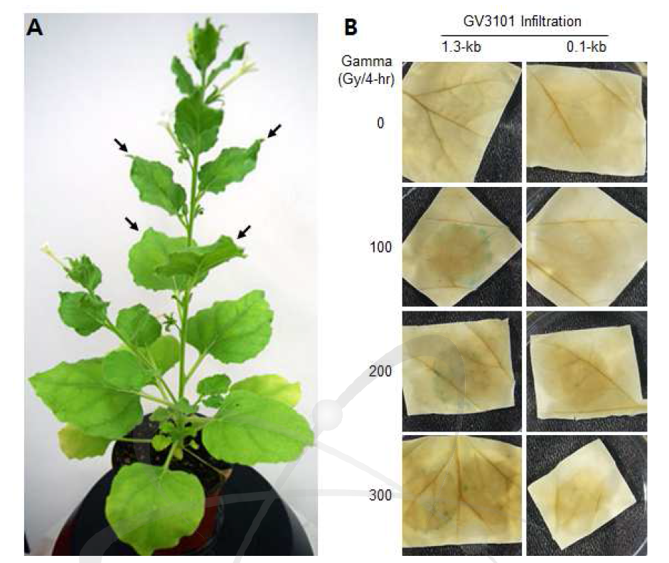 Agrobacterium infiltration 형질전환 방법을 이용한 AtAGO2-promoter :: GUS construct의 GUS 발현 분석.