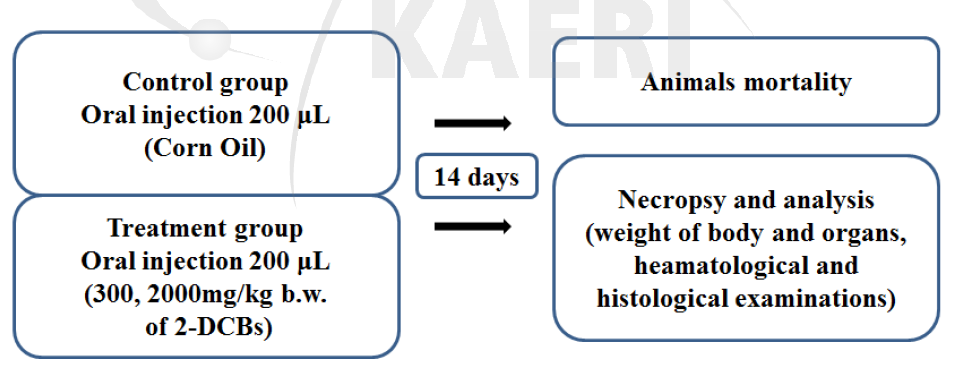 Balb/c 마우스 이용 2-dDCB의 급성 독성 시험 절차
