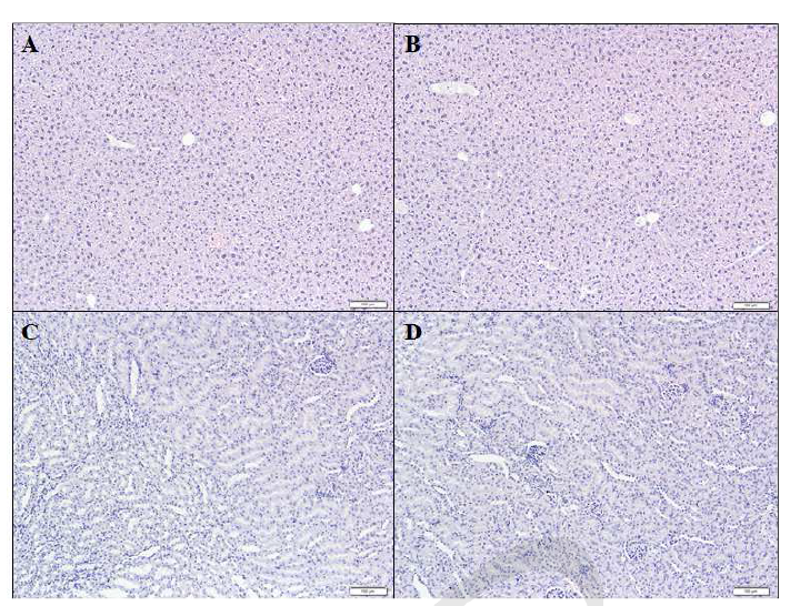 2-dDCB 2,000 mg/kg bw를 섭취한 마우스의 간과 신장 조직 사진