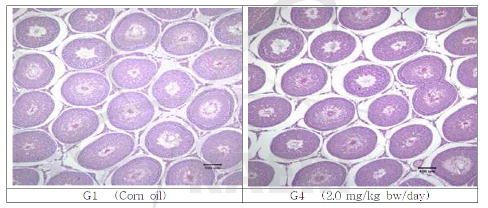 2-dDCB의 아급성 독성 평가 결과(랫트의 정소 조직 사진)