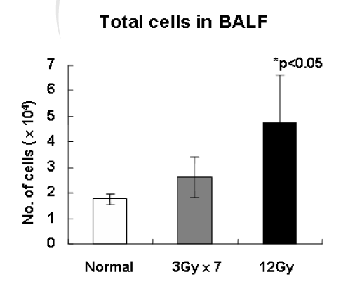 방사선 조사 방법에 따른 폐 기관지내 유입된 면역세포수 차이. 방사선 흉부조사 후 6개월째 수행함.