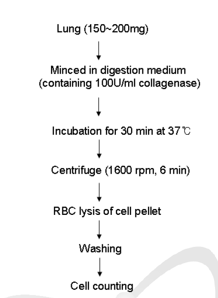 생쥐로부터 폐 조직 내 면역세포 수거 방법