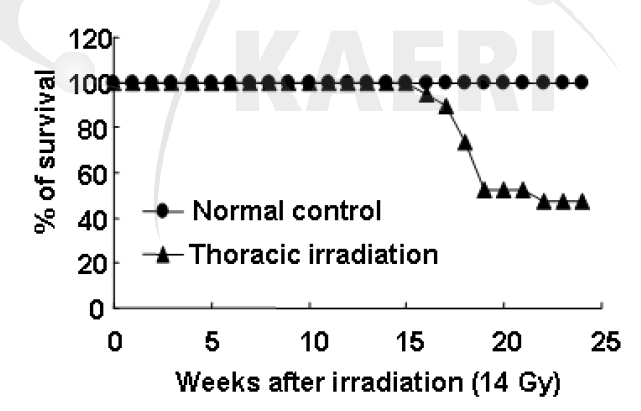 흉부 방사선 조사 (14Gy, 0.6Gy/min) 후 생쥐의 생존율. n=19마리
