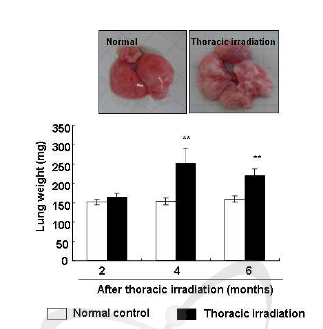 흉부 방사선 조사 (14Gy, 0.6Gy/min) 후 기간별 생쥐의 폐조직 무게 변화. (n=5마리)