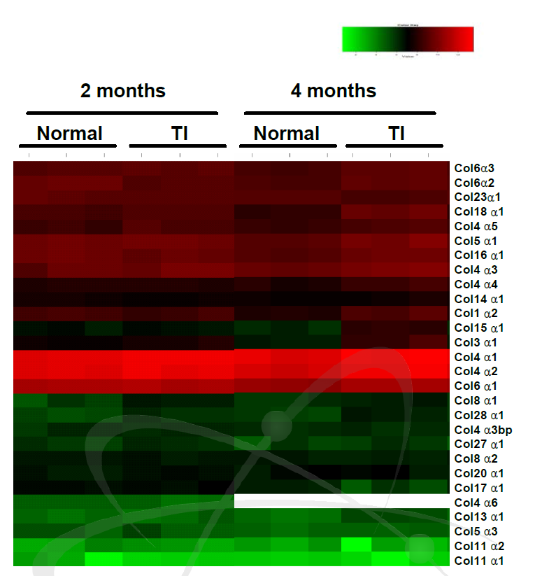 흉부 방사선 조사 후 2개월과 4개월째 폐 조직내 발현하는 collagen mRNA 분석, heat-map.