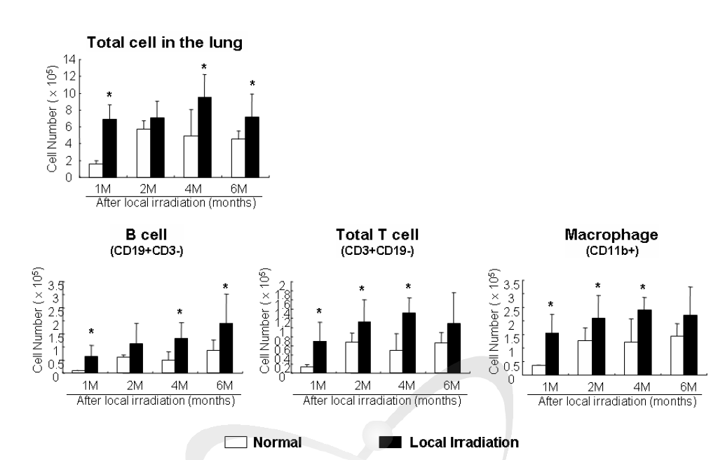 방사선 조사 후 경과 기간별 폐 조직 내 면역세포 종류별 세포 수 분석.